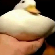 veeta